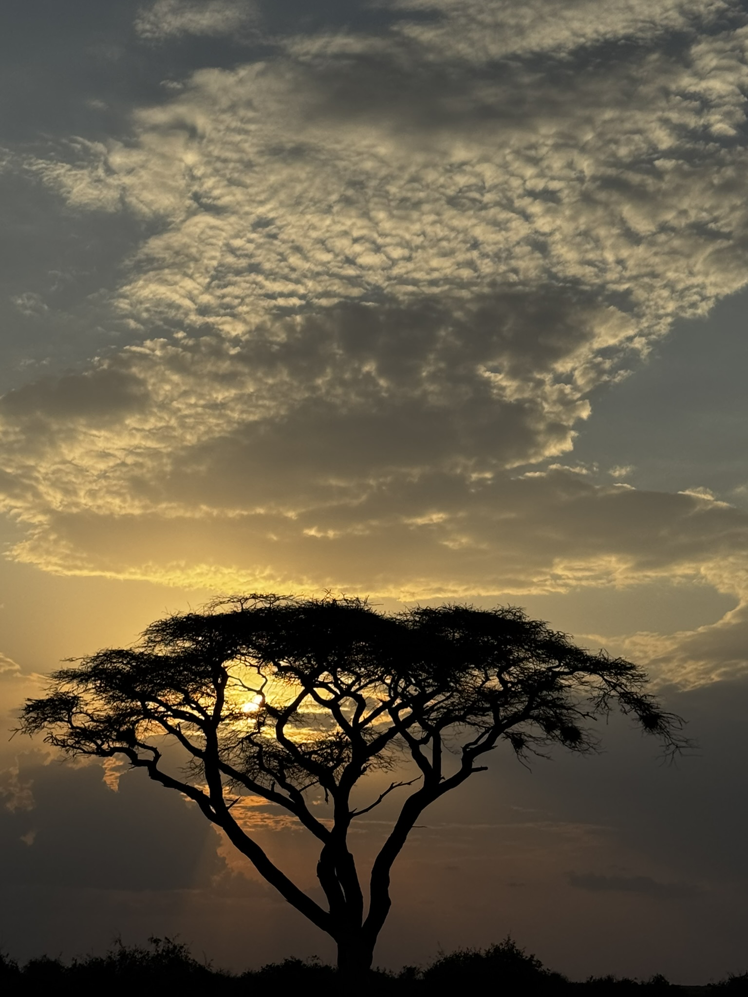 14 Days Africa Safari & Beach Experience