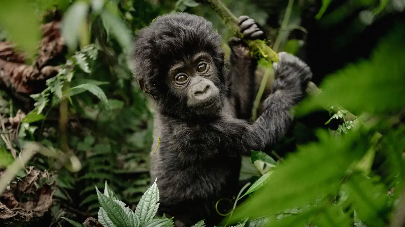 6 Days Rwanda Primate Adventure Safari