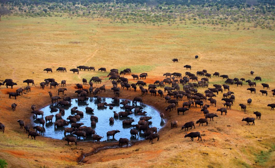The Great Migration: A Complete Guide