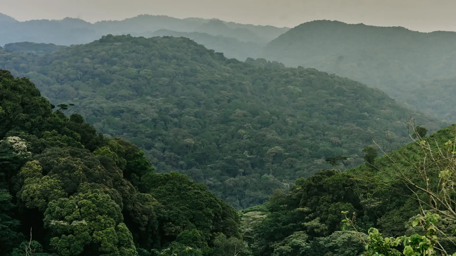 8 Days Rwanda Primate Adventure Safari — photo 5
