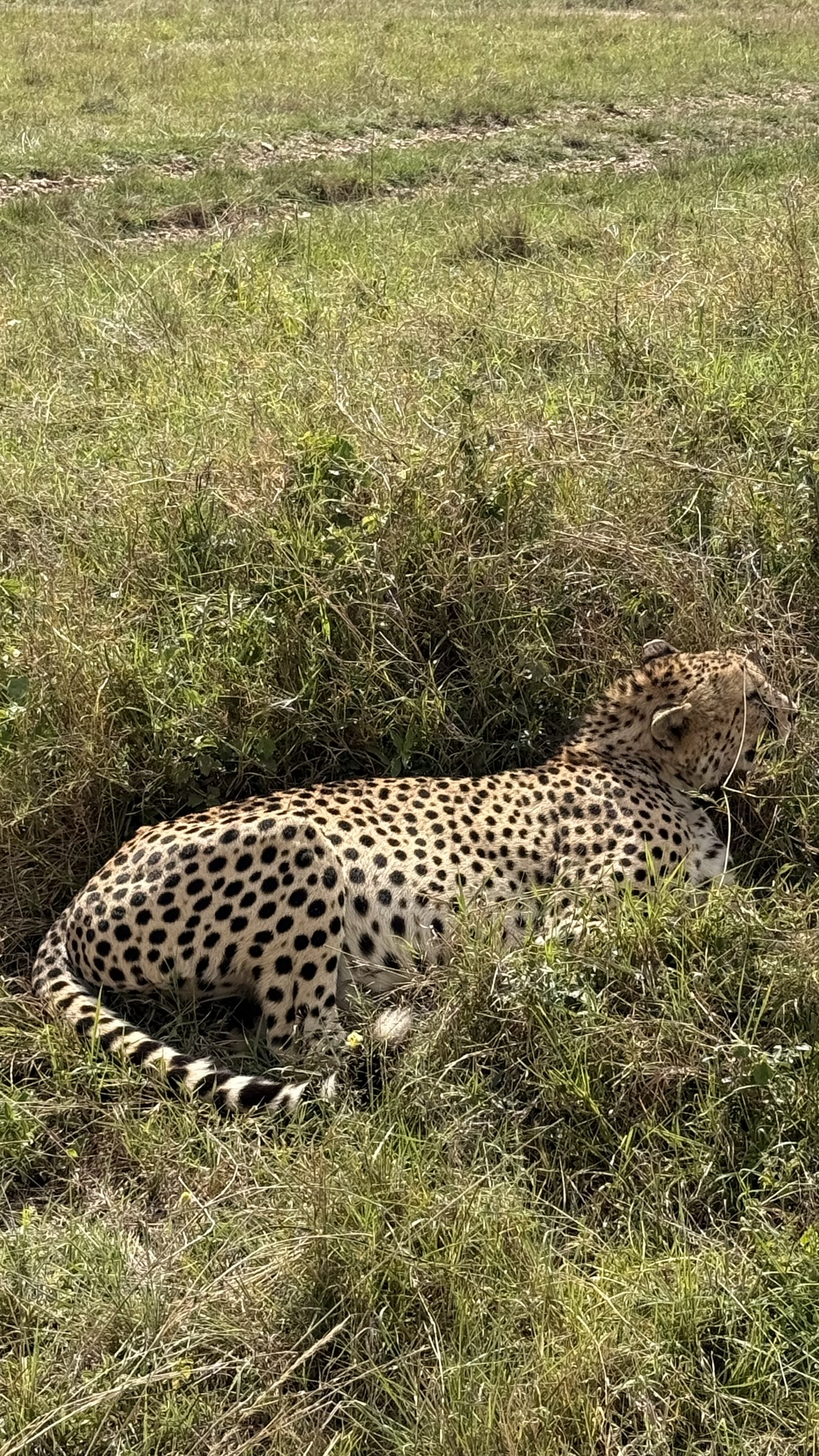 4 Days Serengeti Safari by Flight — photo 5