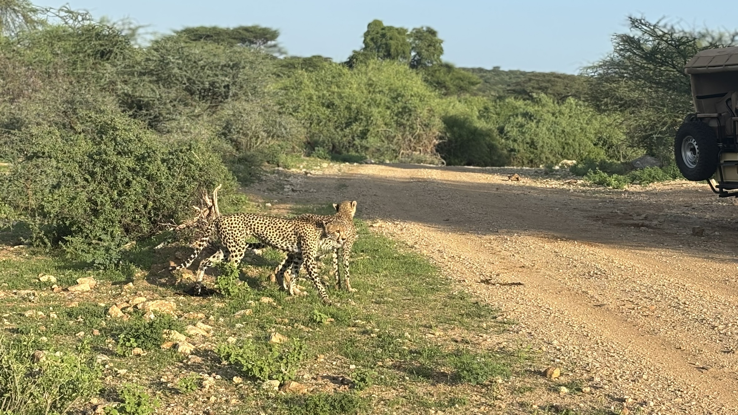 Travelling to Kenya in 2027: Safari Safety, Elections and What You Actually Need to Know