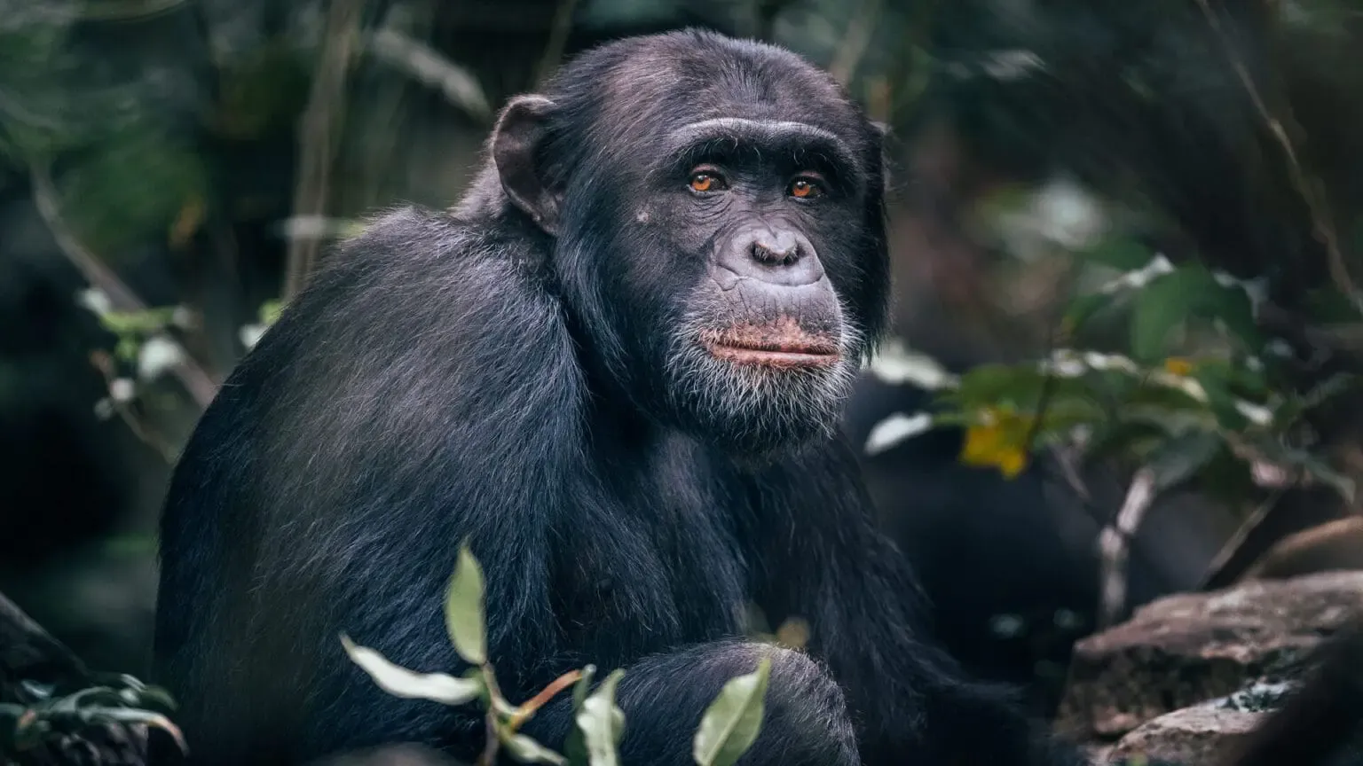 8 Days Rwanda Primate Adventure Safari