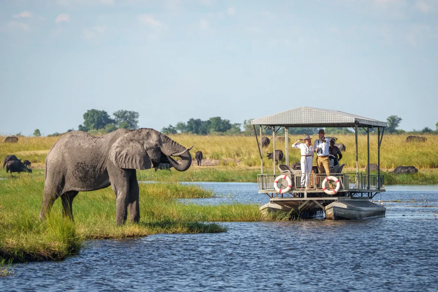 An elephant on the Chobe riverbank, watched by guests aboard a Chobe Game Lodge safari boat