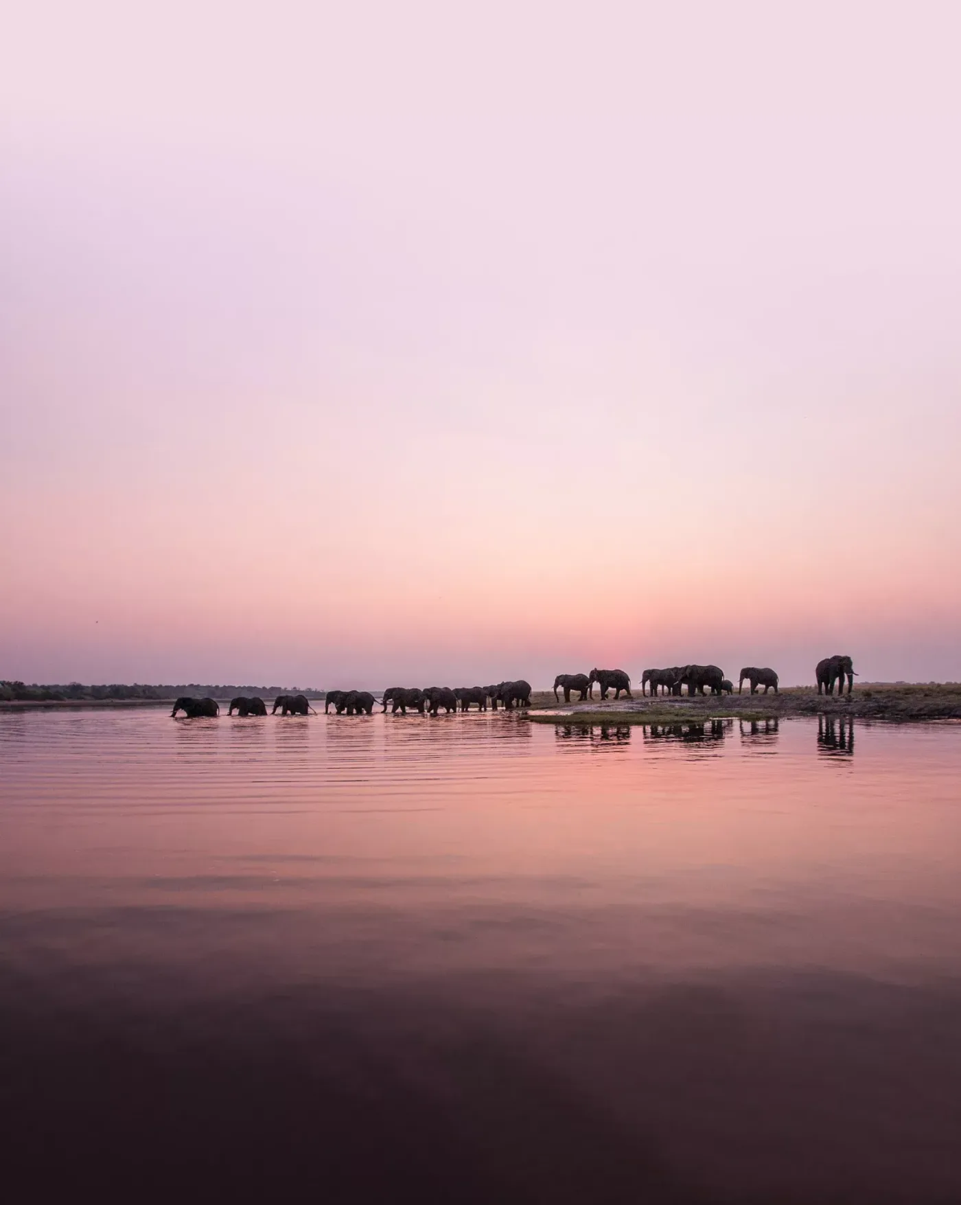 Elephants gathering beside the Chobe River beneath a pink evening sky
