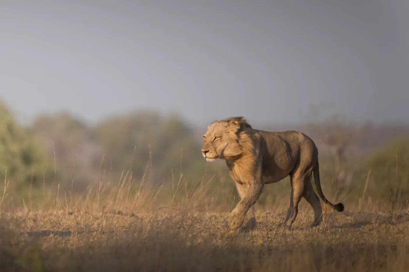 A lion walking through golden grass in the Chobe Riverfront area