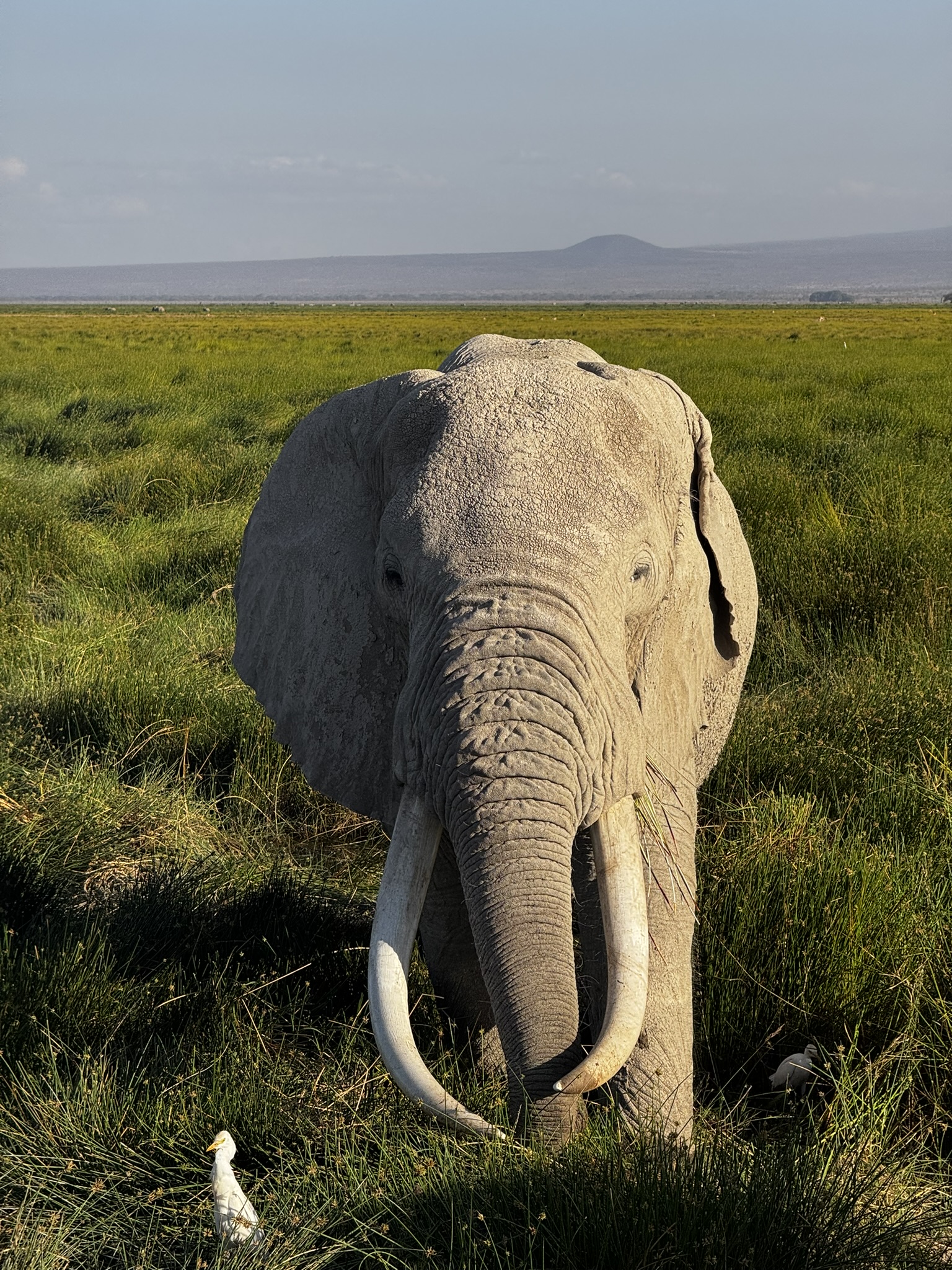 7 Days of Nairobi, Amboseli & Mara