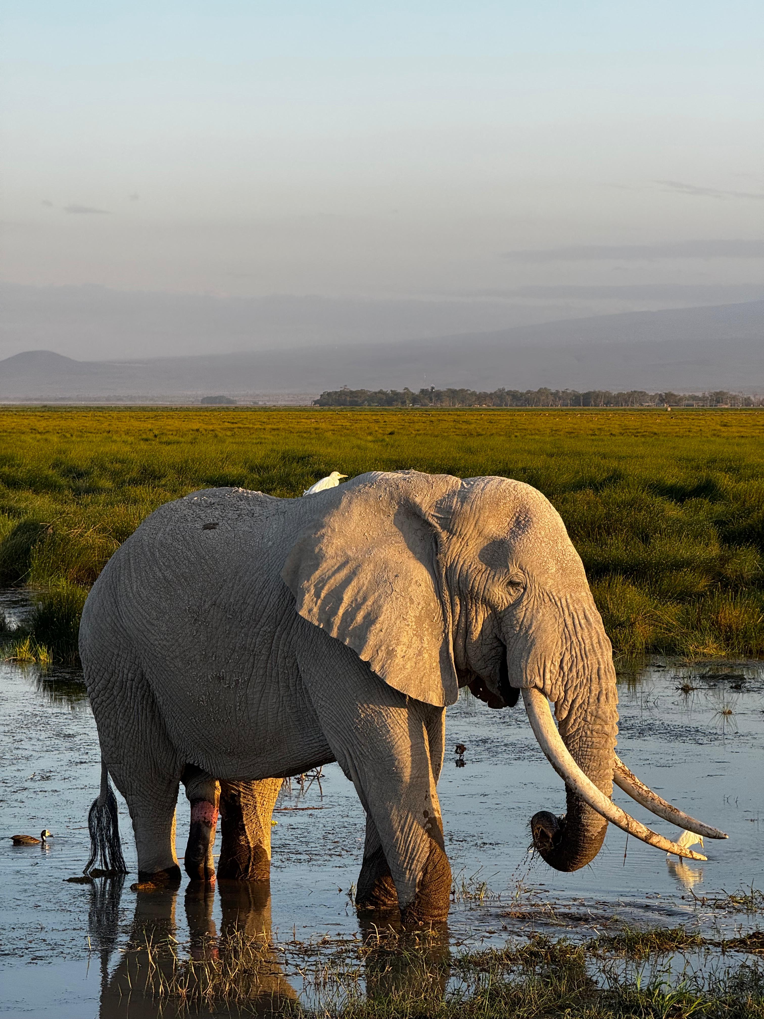 Kenya Safari & Beach Holiday