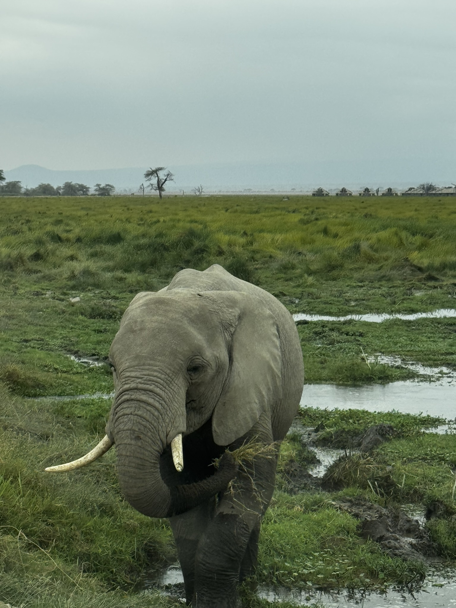 5 Days Ngorongoro & Serengeti Safari