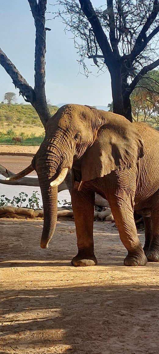 4 Day Luxury Lewa Safari, photo 2