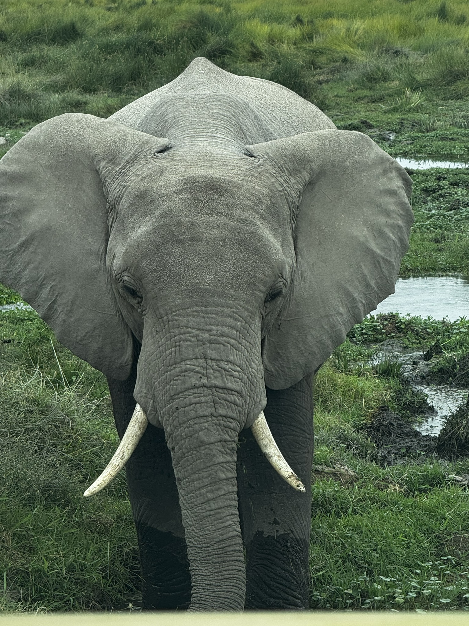 3 Days Exploring Amboseli