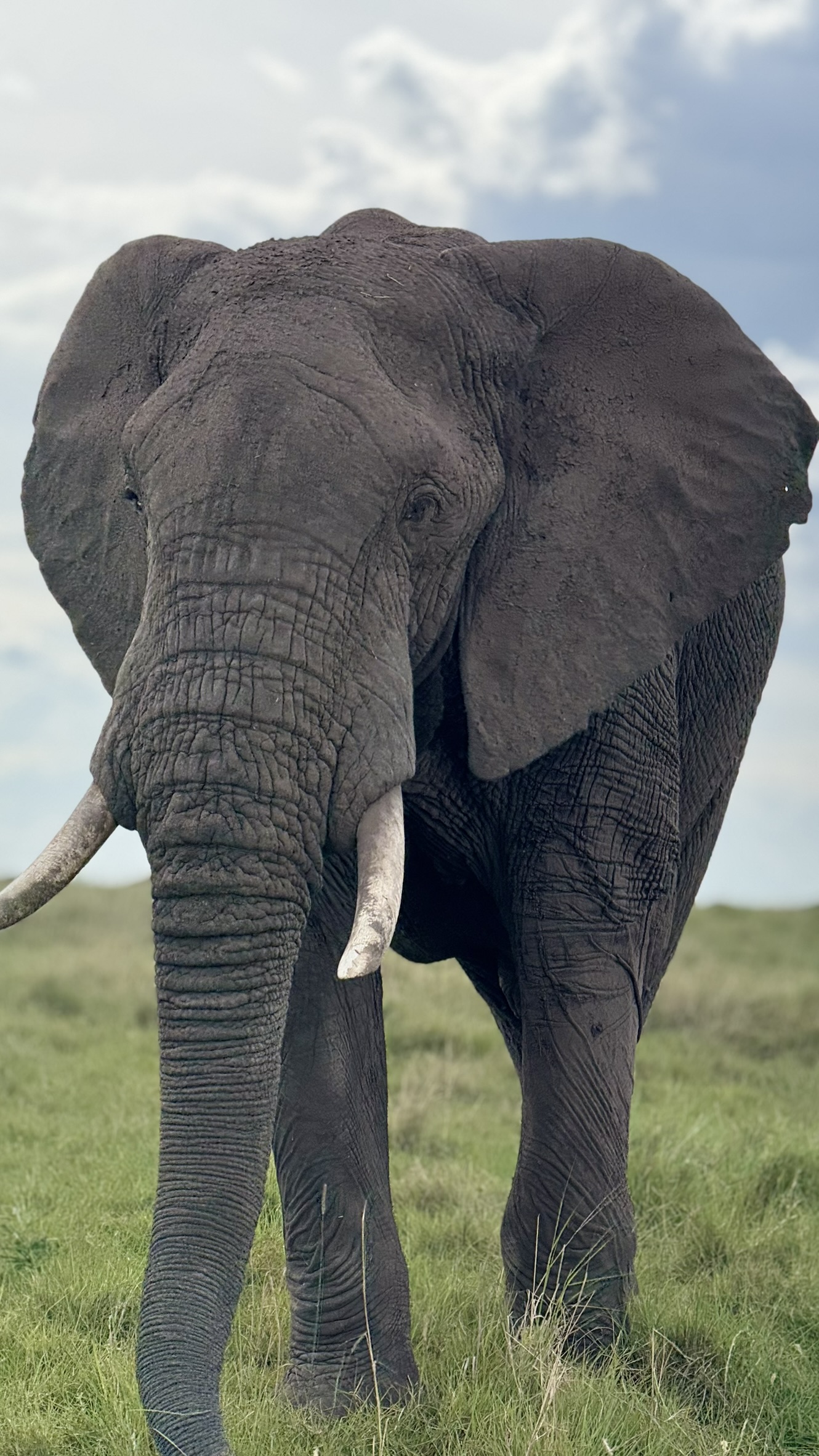 Elephant in the Maasai Mara