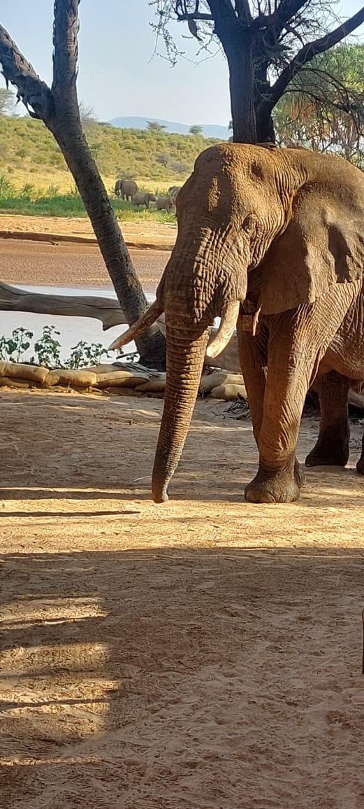 3 Days Salt Lick Safari Lodge — photo 2