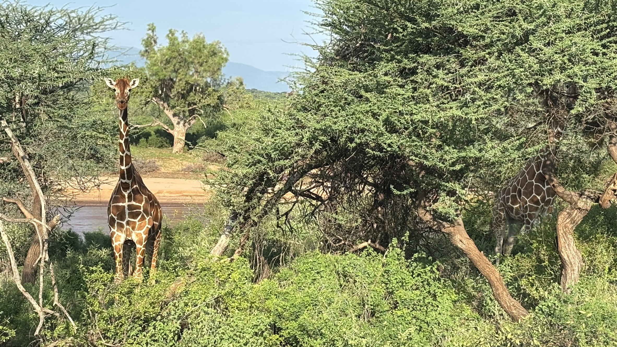 4 Days Serengeti Safari by Flight