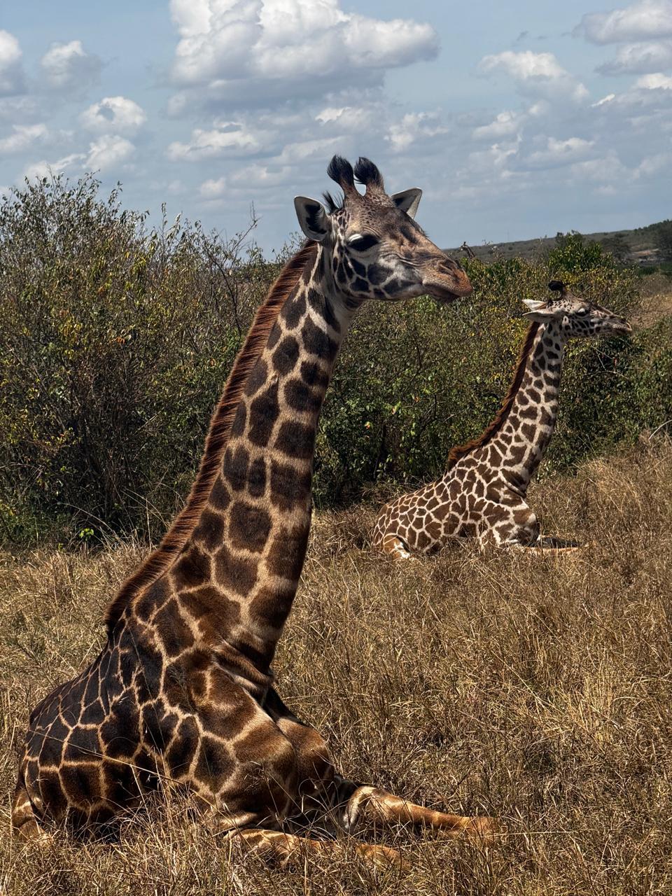 4 Days Serengeti Safari by Flight — photo 4