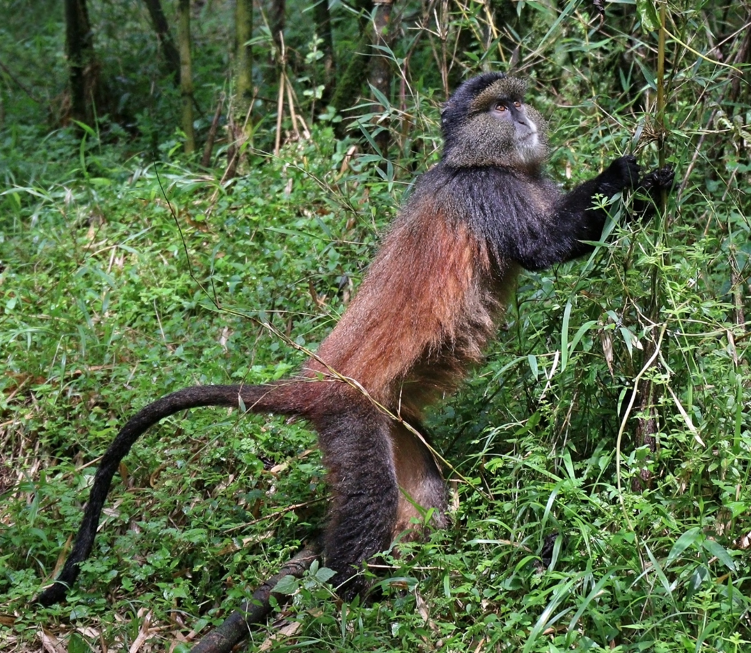Golden monkey foraging in Volcanoes National Park, Rwanda