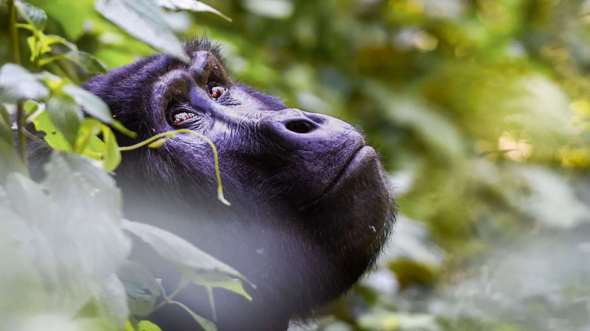 Gorilla Trekking in Rwanda: What to Expect