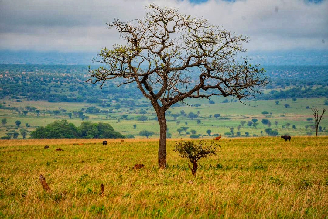 Kidepo Valley National Park