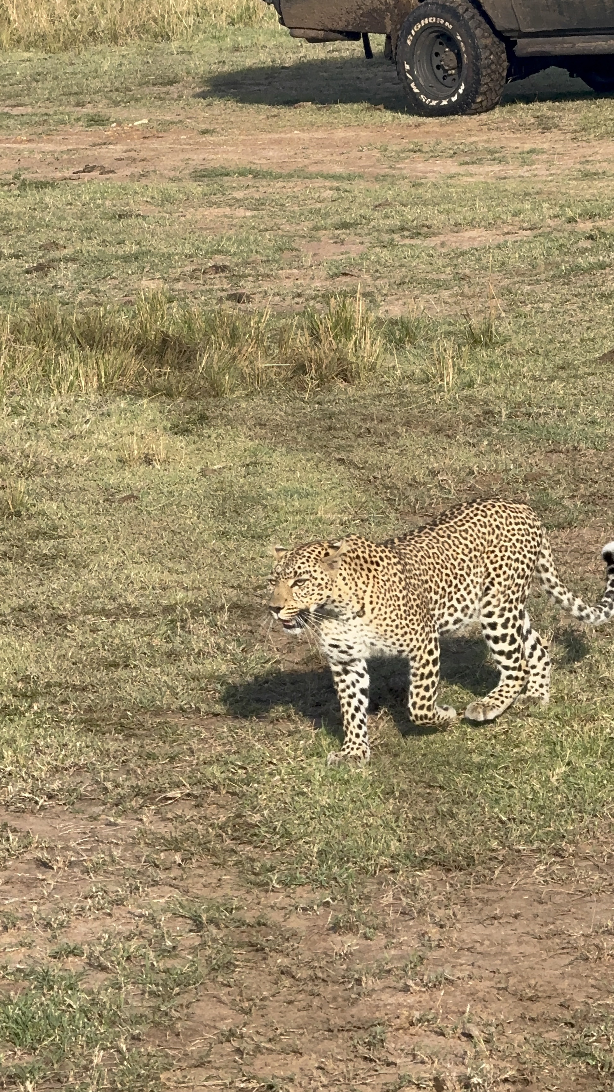 Leopard walking beside safari vehicle, Maasai Mara