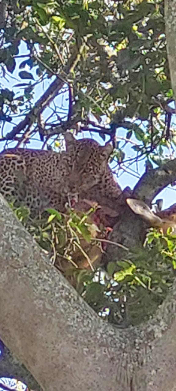 14 Days of Kenya Safari, photo 7