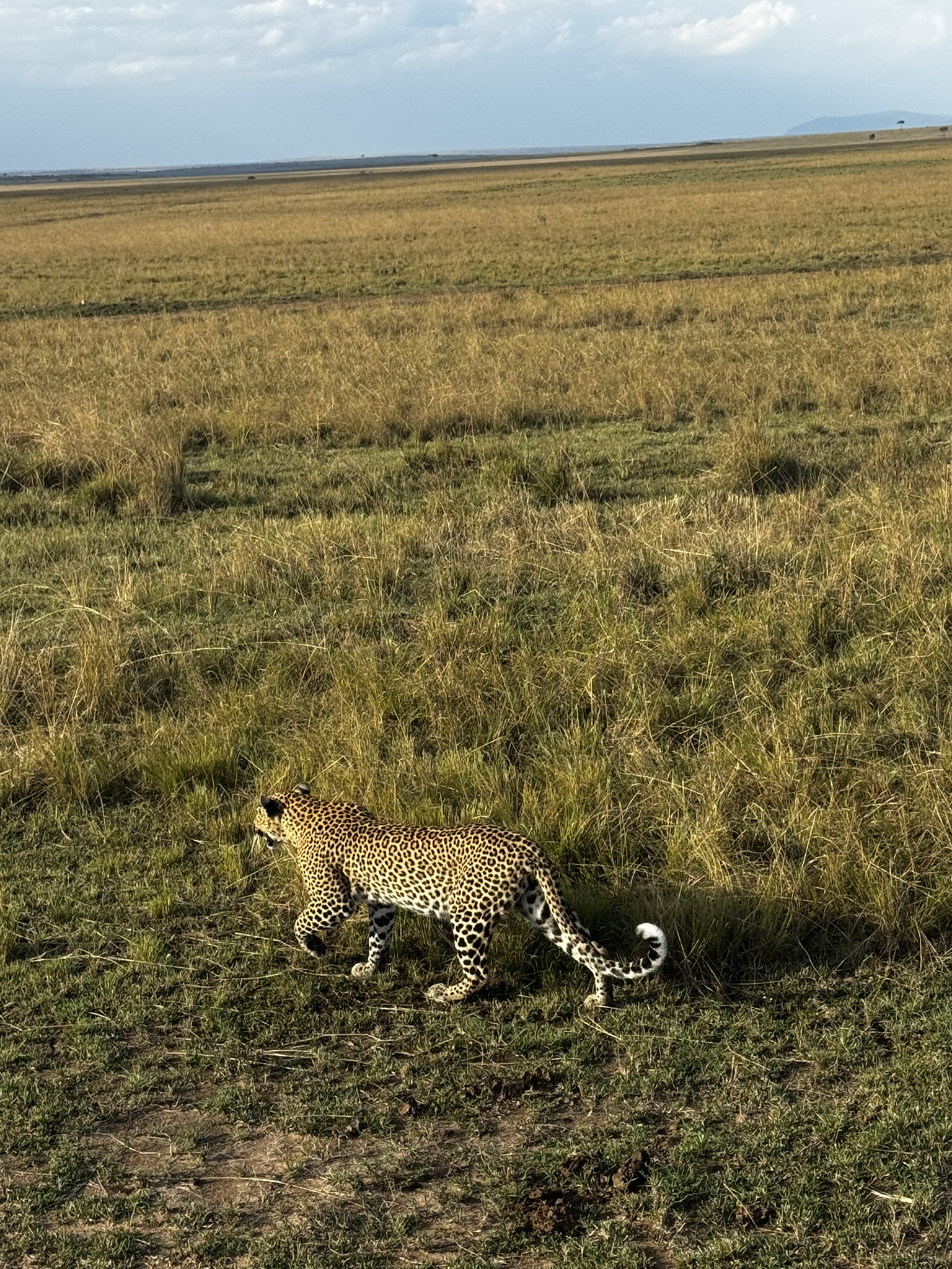 10 Days Kenya & Tanzania Lodge Safari