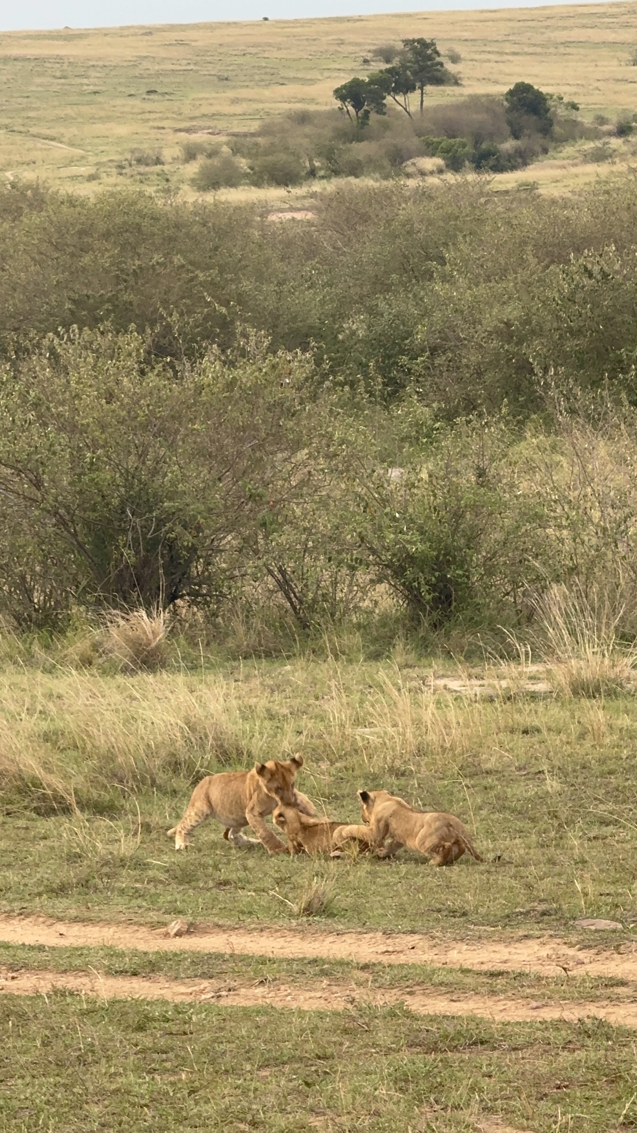 Best Time to Visit the Maasai Mara