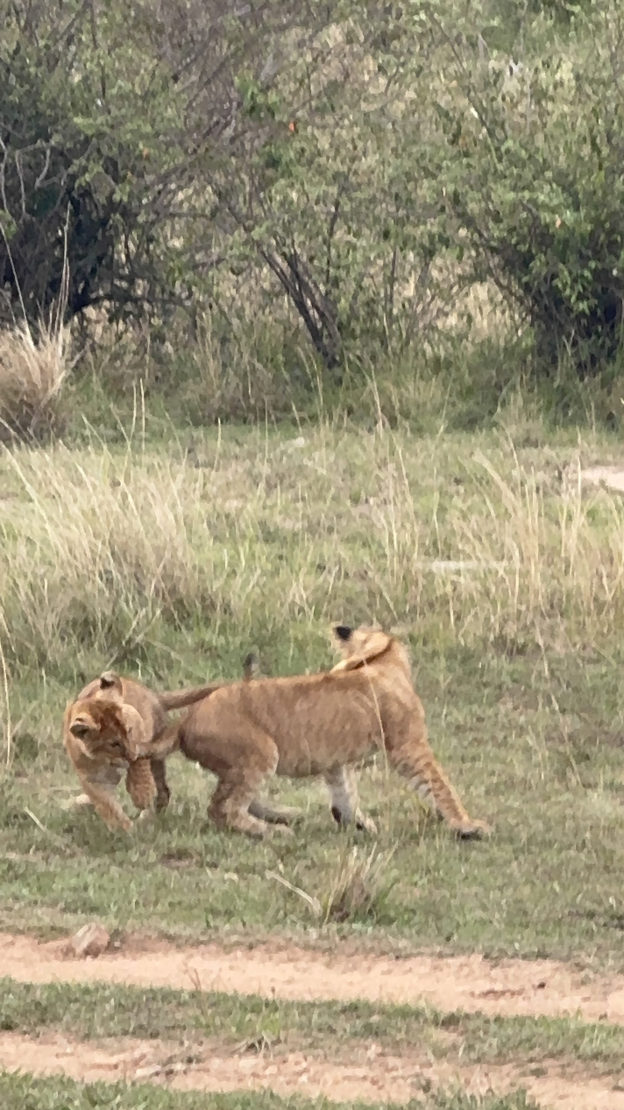3 Days Safari in Maasai Mara