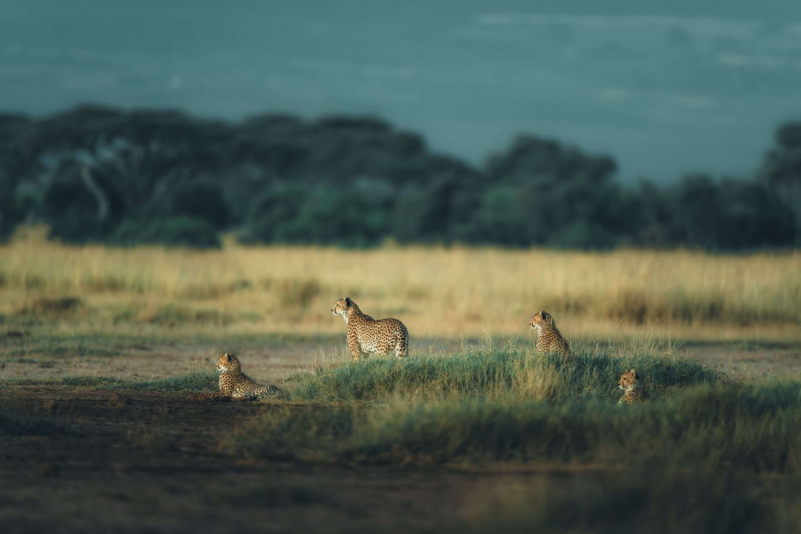 Chyulu Lodge view 4