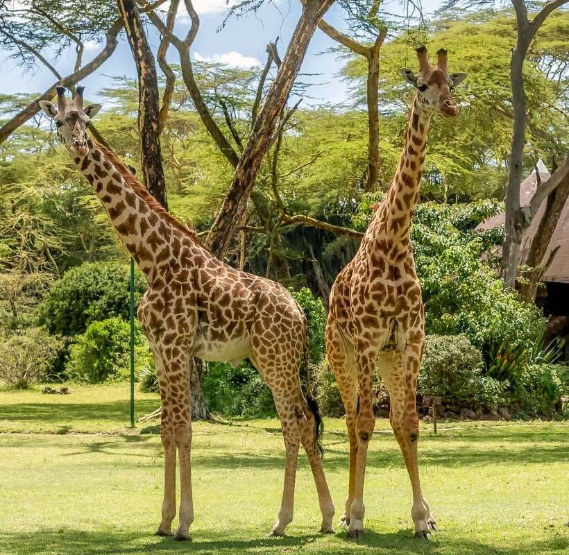 Lake Naivasha Sopa Lodge view 3