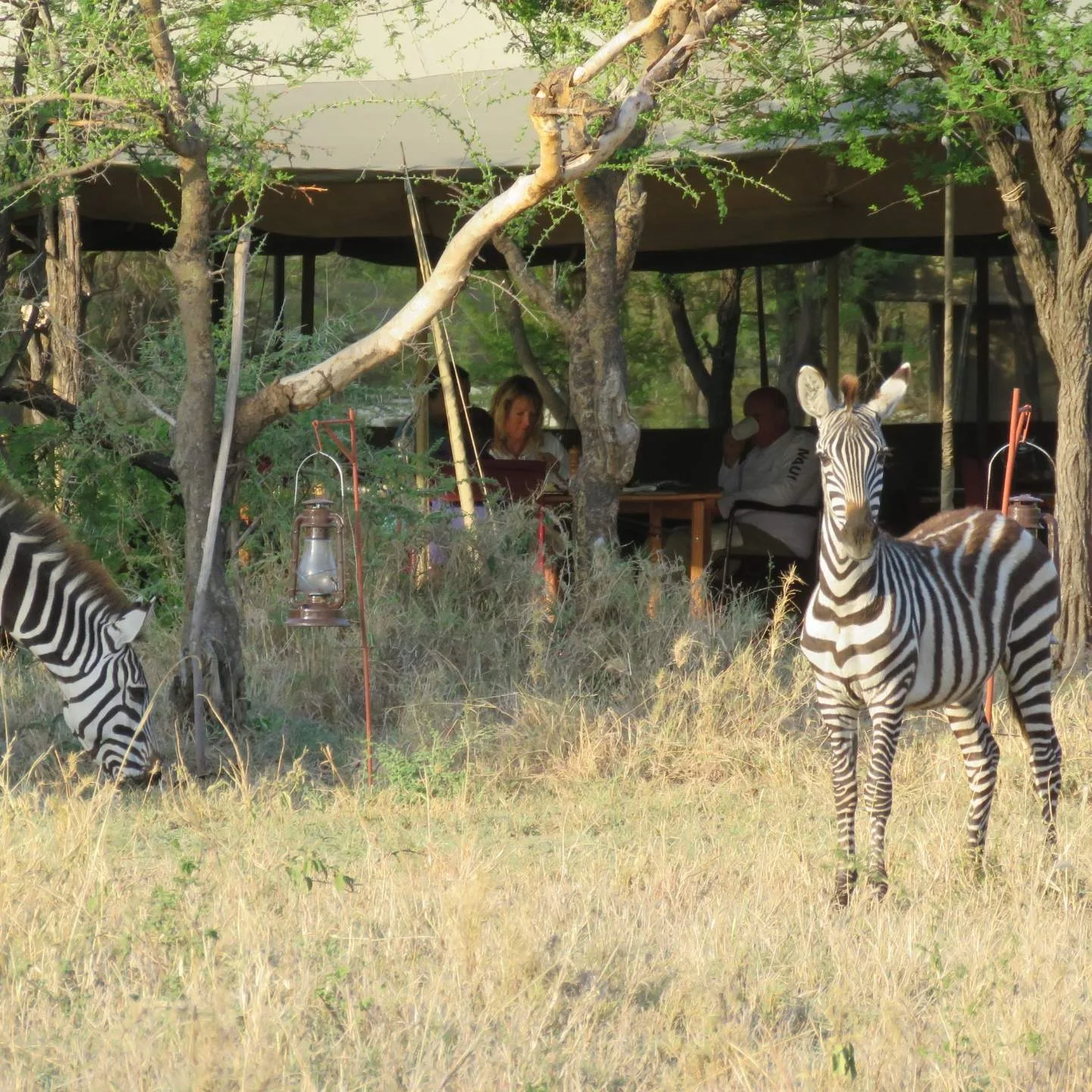 Ndutu Wilderness Camp view 4