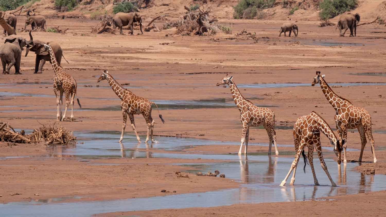 Sasaab Lodge view 2