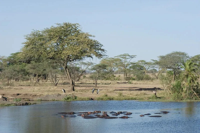 Seronera Wildlife Lodge view 4