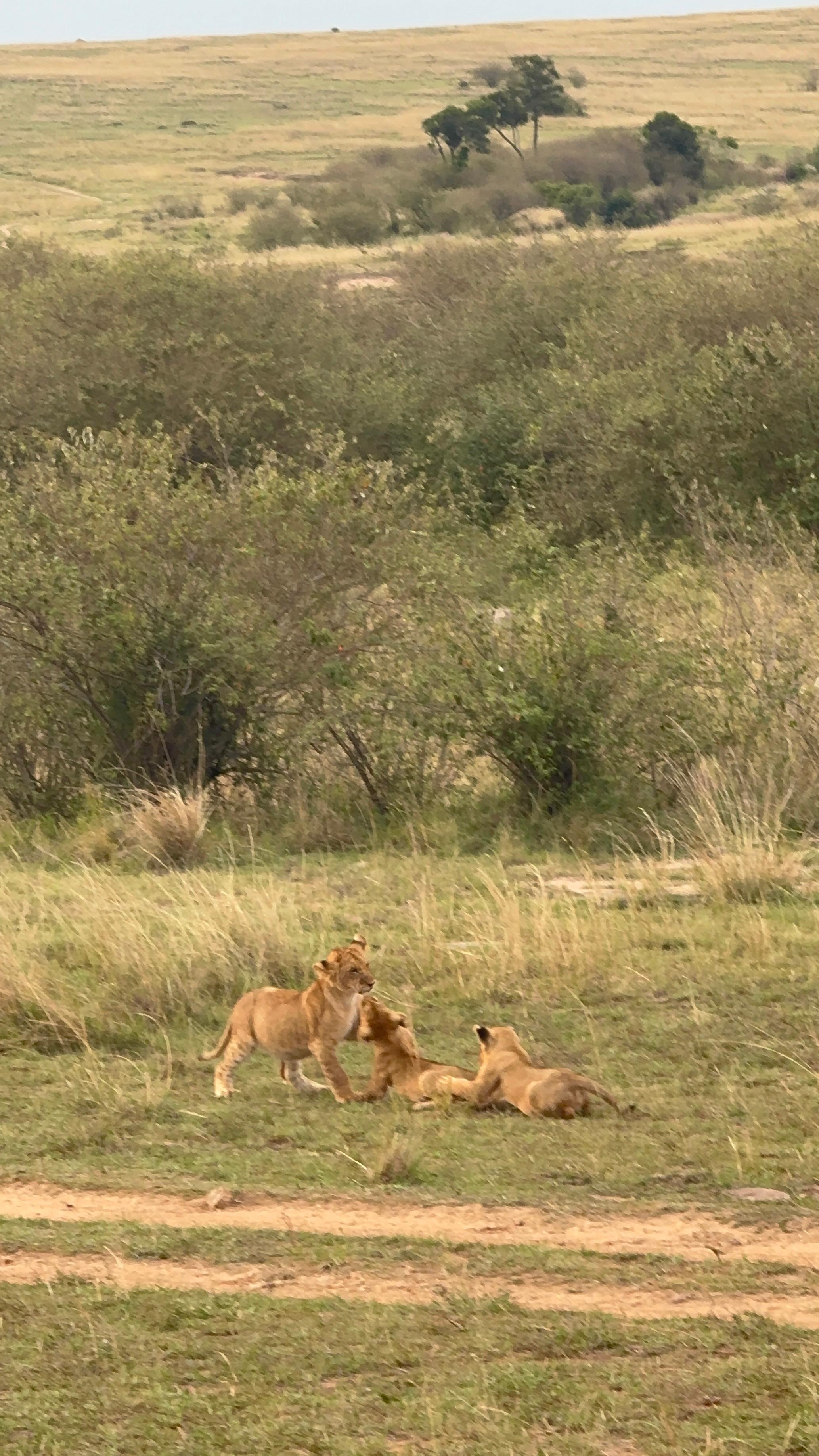 12 Days Kenya & Tanzania Safari