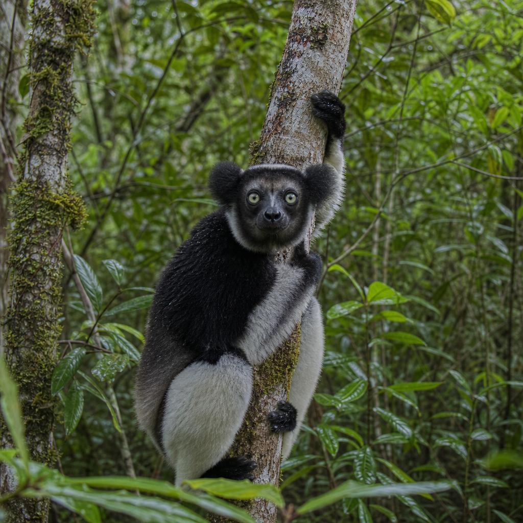 10-Day Madagascar Lemur Safari