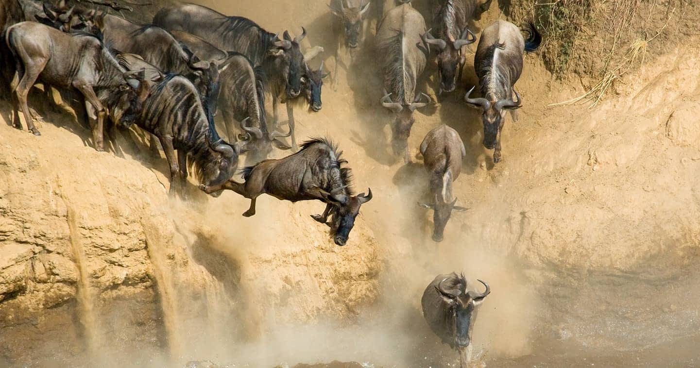 7-Day Maasai Mara Safari, photography