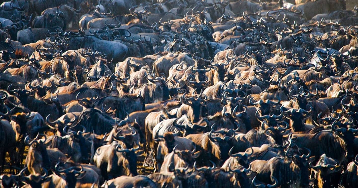 7-Day Maasai Mara Safari, photo 2