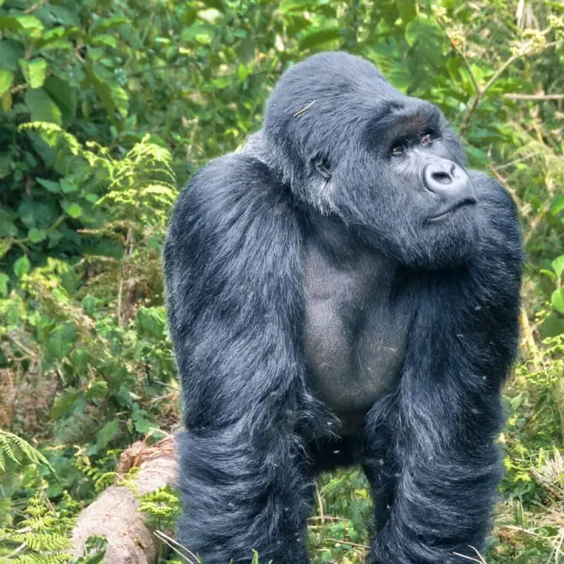 6 Days Rwanda Primate Adventure Safari — photo 2