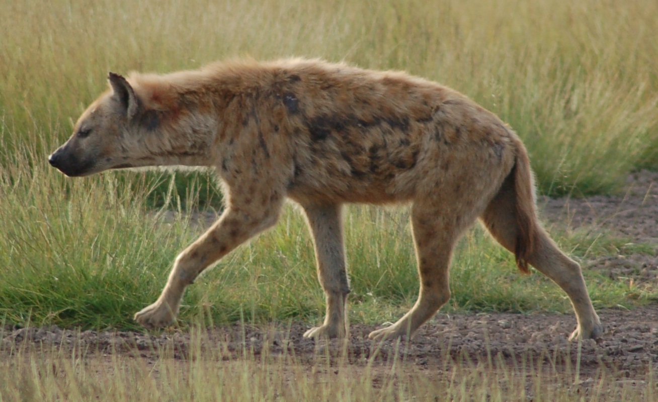 Spotted hyena standing in Amboseli National Park, Kenya