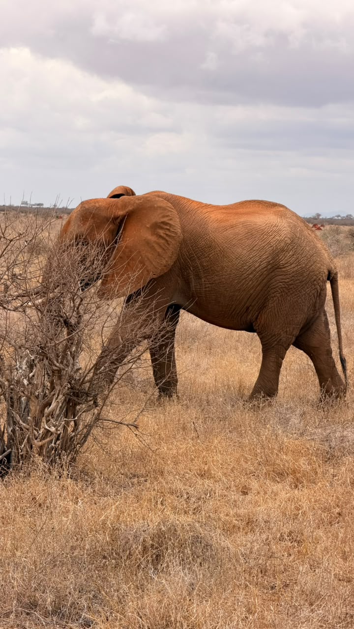 Red elephant standing beside thorny bush in Tsavo East