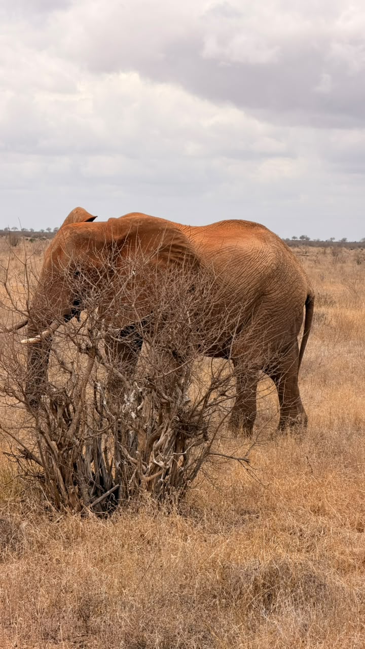 Elephant feeding on shrubs on a Tsavo East game drive