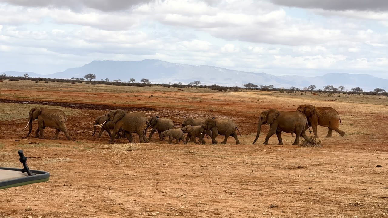 6 Days of Amboseli, Tsavo West, and Tsavo East, photo 5