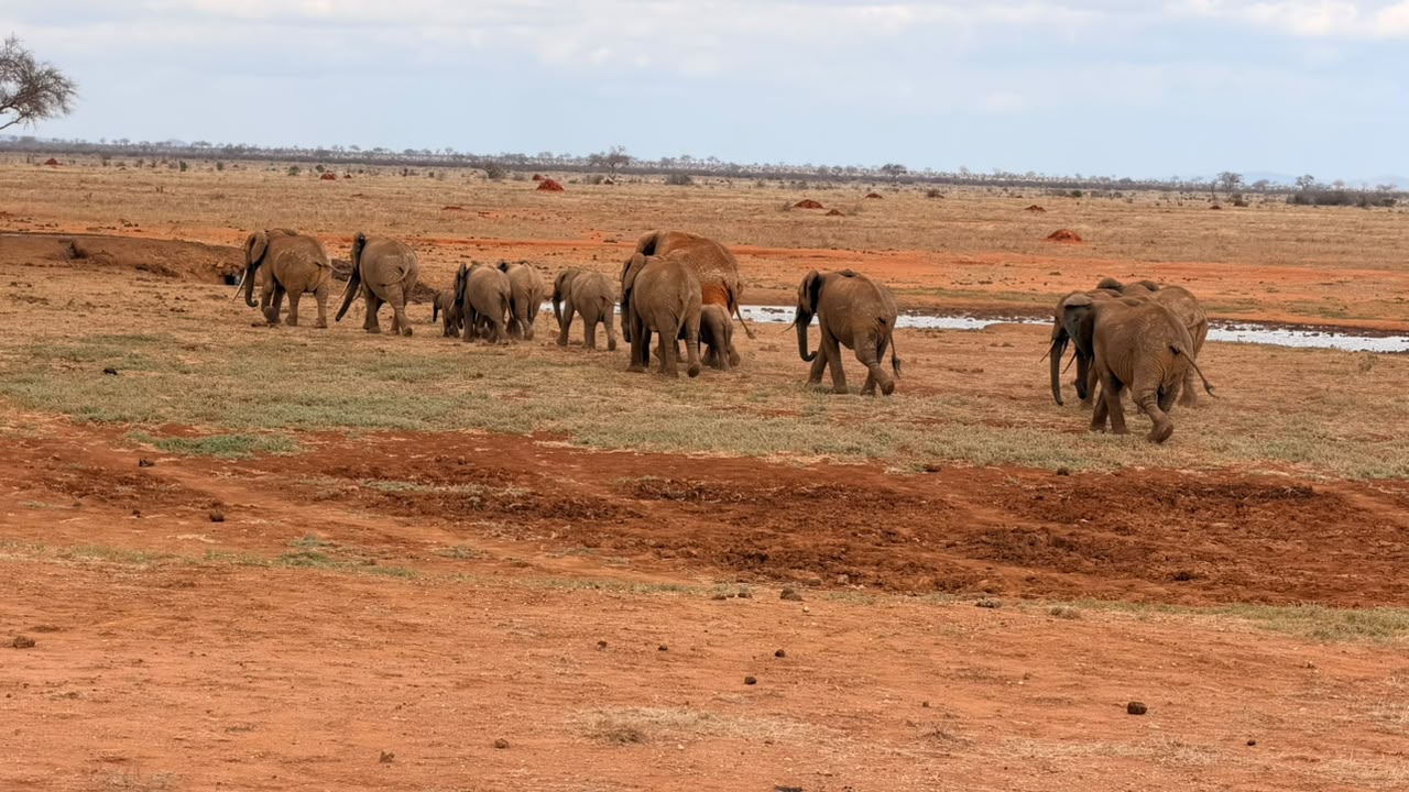 6 Days of Amboseli, Tsavo West, and Tsavo East, photo 3