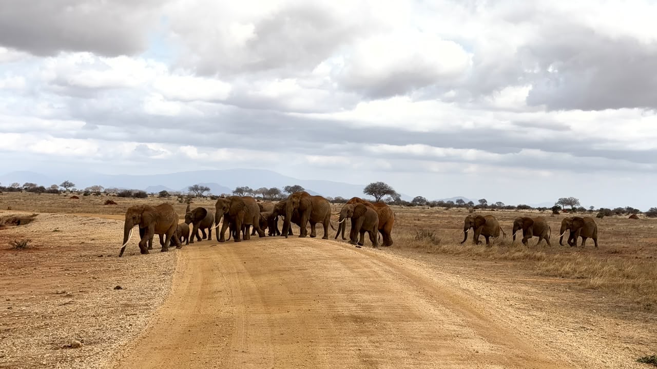 A herd of Tsavo elephants crossing a red-dust track in Kenya's largest national park