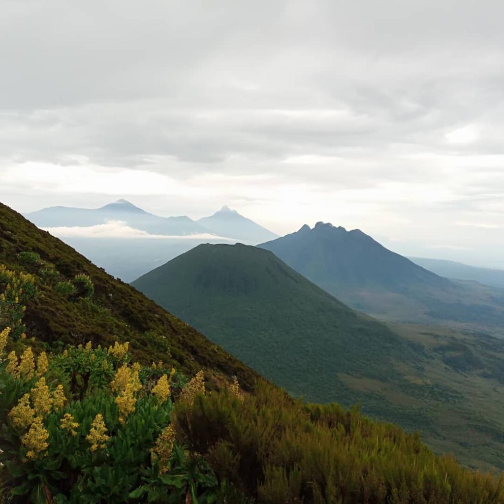5-Day Rwanda Golden Monkey & Uganda Gorilla Safari