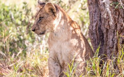 16 Days of Kenya Safari