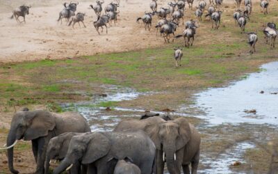 14 Days of Kenya, Tanzania Safari and Zanzibar Beach Extension