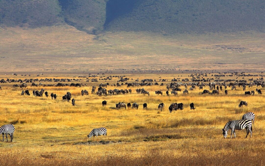 Ngorongoro Crater